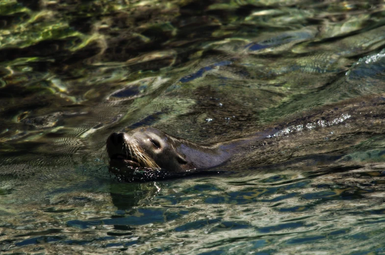 the seal is swimming in the water, under some rocks