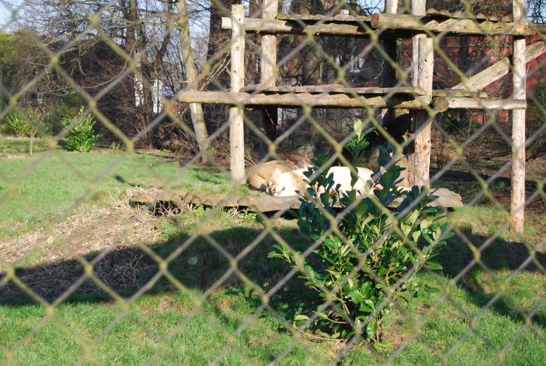 a cow laying down in the grass behind a fence