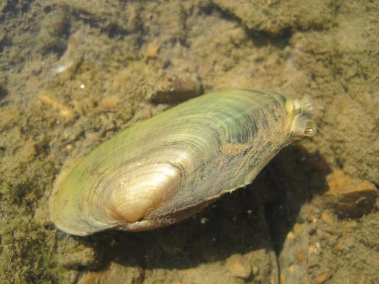 a green and white shell sitting in the water