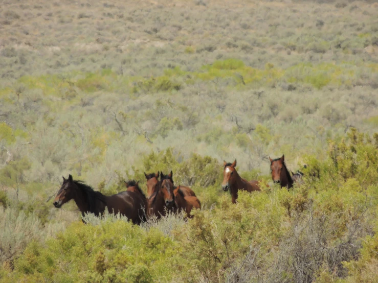 a herd of horses walking through a lush green field