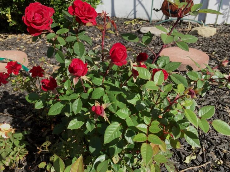 several red flowers blooming in a bed of dirt