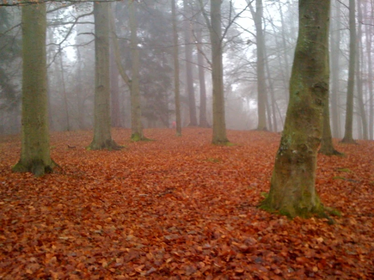 trees are in a foggy autumn forest