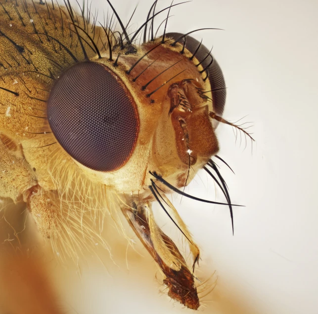 close up s of a head on the wings of a fly