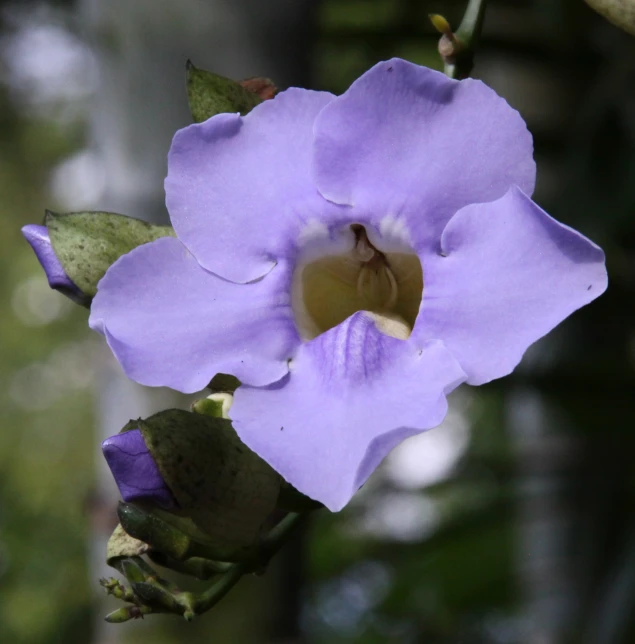 a flower that is very large and purple