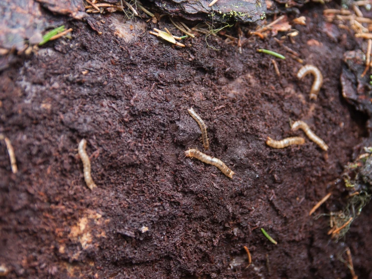 an image of small bugs in the dirt