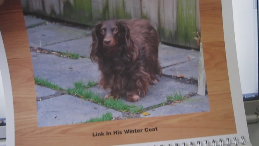 a dog is standing in front of a computer monitor