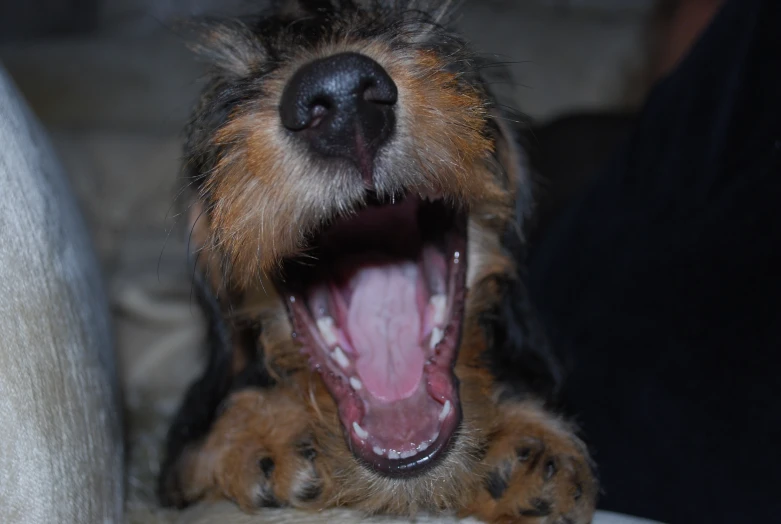 a dog is yawning and growling its mouth