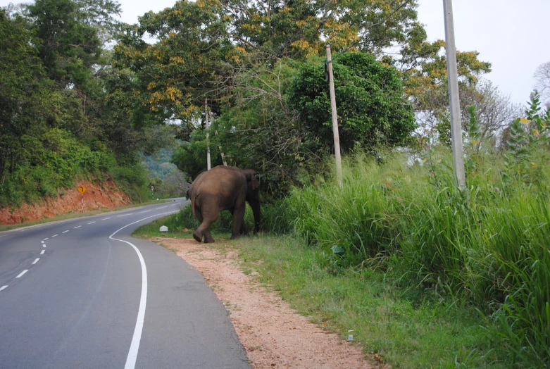 an elephant crossing the road in the jungle