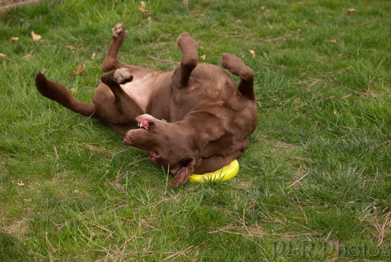 the brown dog is laying on his back on a yellow object