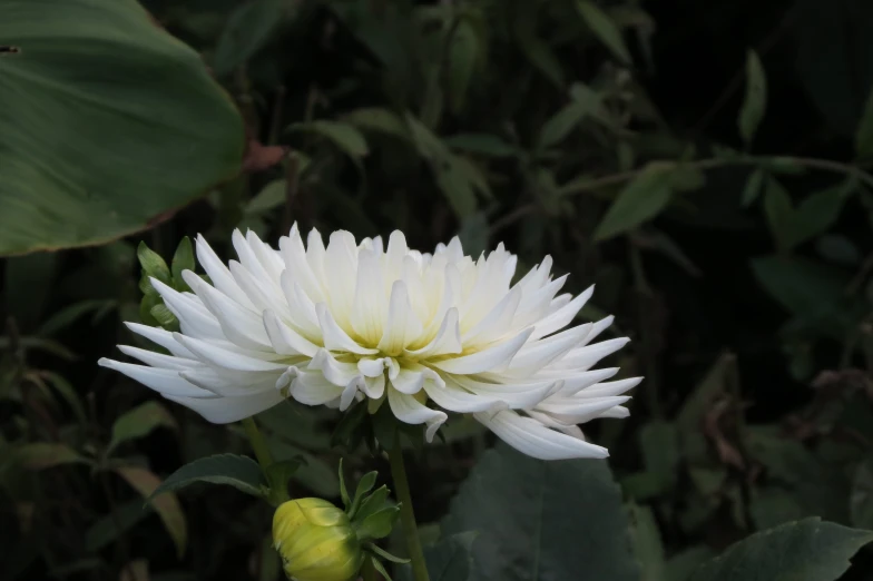 a white flower blooming in the wild