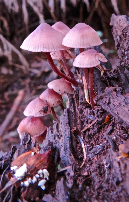 this is a group of mushrooms on the ground