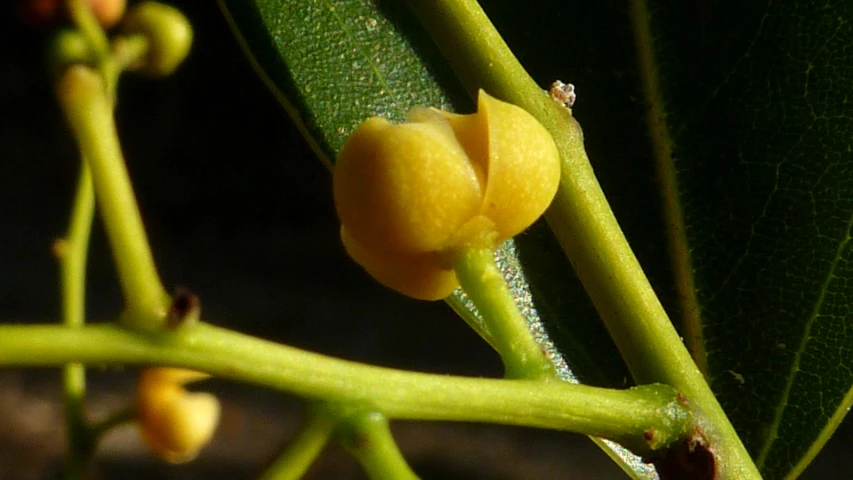 small green and yellow berries that have grown from a tree