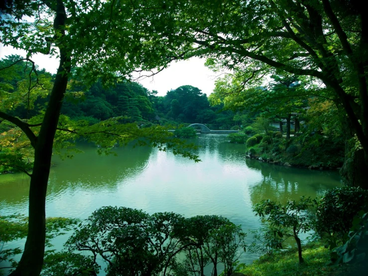 a body of water surrounded by trees and bushes