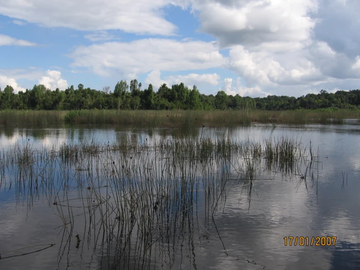 the small lake has no fish or any other swimming around