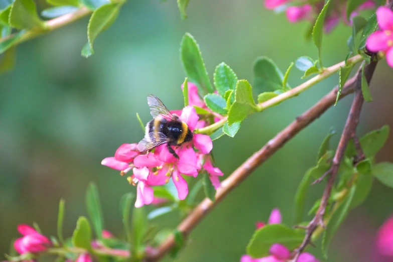 a bee sitting on a pink flower in the middle of some leaves