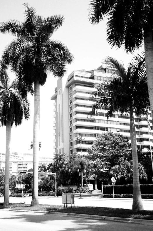 palm trees in a city park in black and white