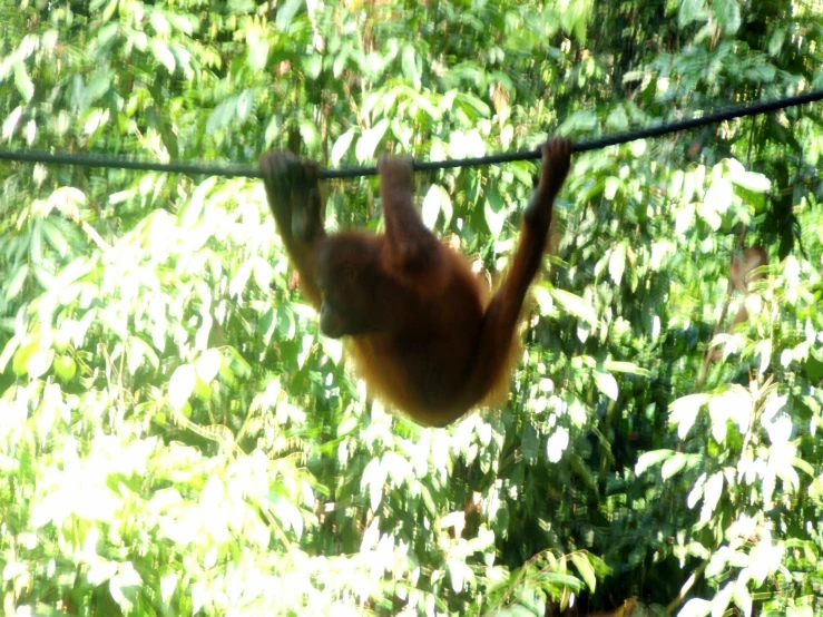 an orangutan hanging upside down in the air