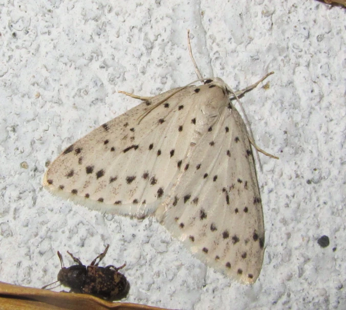 small moth and bug on snow covered wall