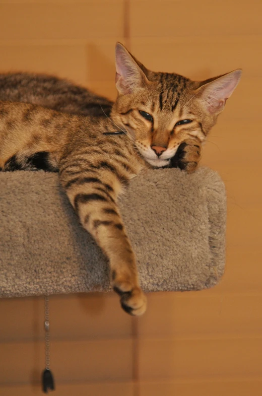 a cat is laying down on a scratching post