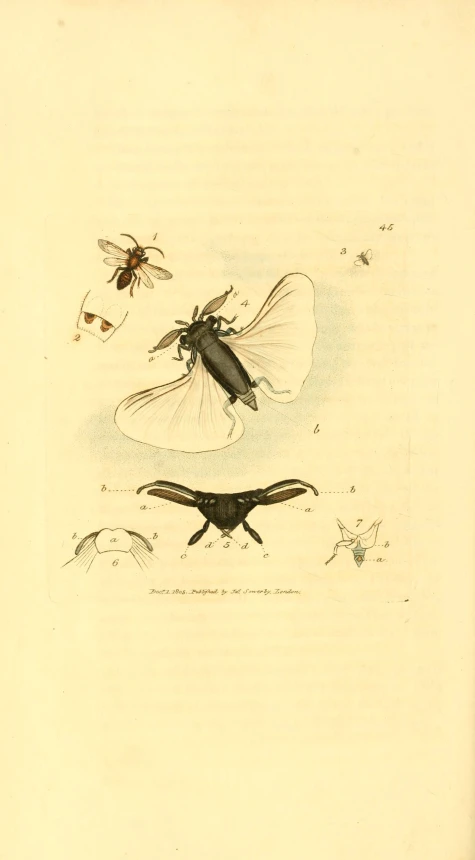 a fly and a crow in a drawing by james stottner