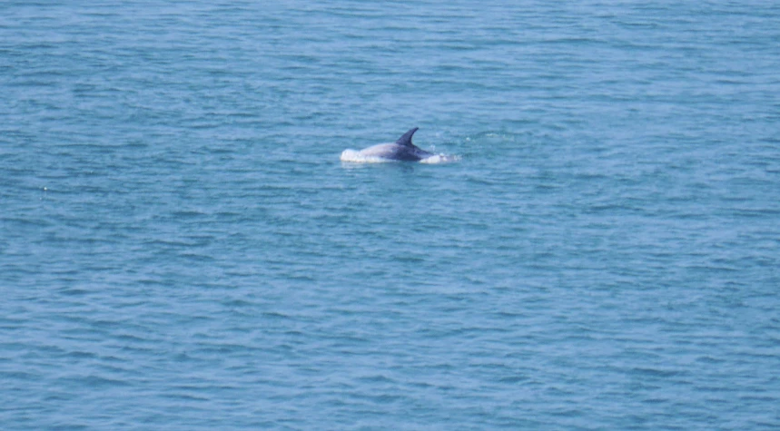 a dolphin is swimming in the open blue ocean