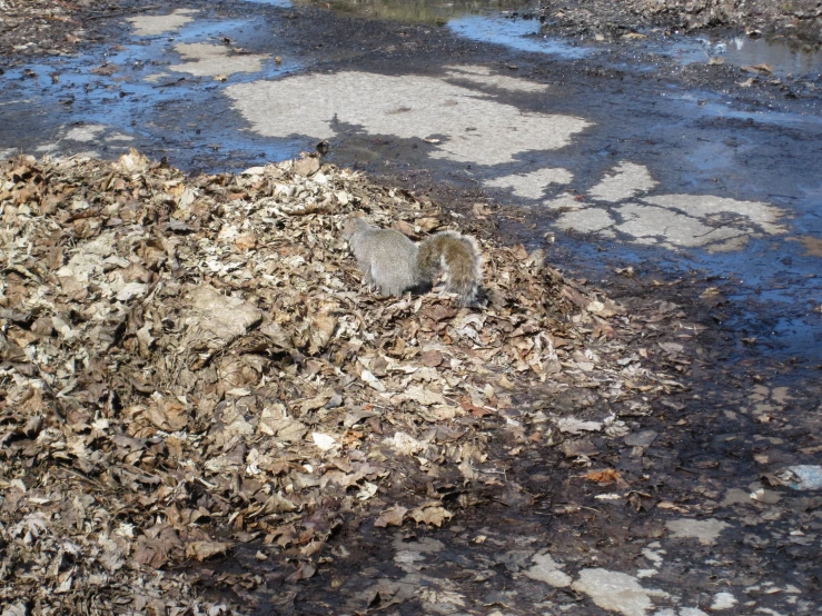 a pile of leaves that is by some water