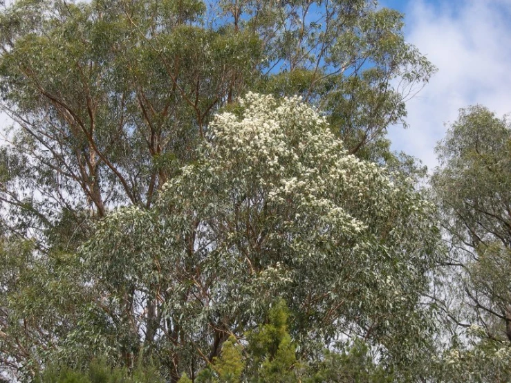 several white flowers blooming on trees in a grove