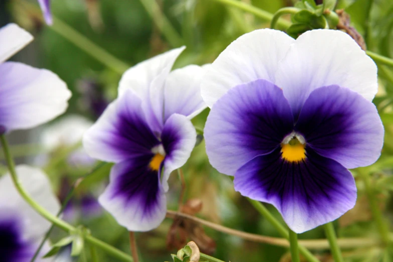 purple flowers with yellow center in outdoor setting