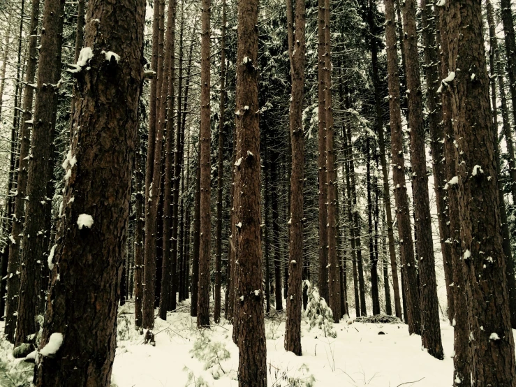 a forest with many tall trees covered in snow