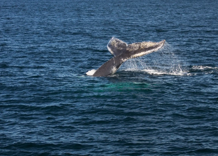 a gray whale is diving out of the water