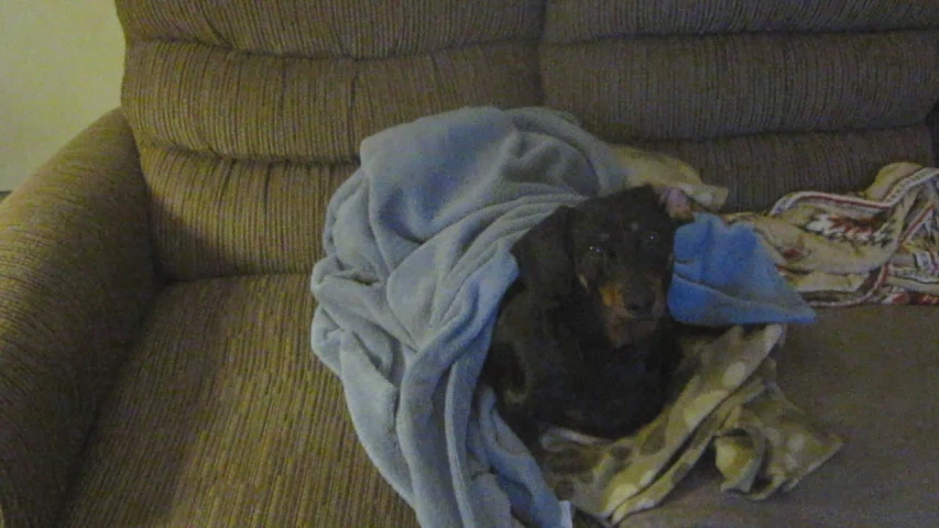 a brown and black dog is wrapped up in a blue towel