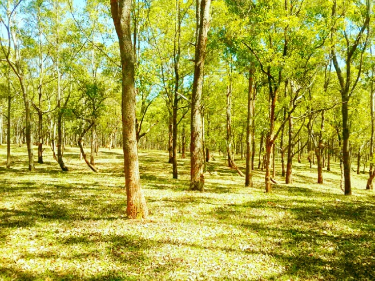 trees and grass in the woods with no leaves