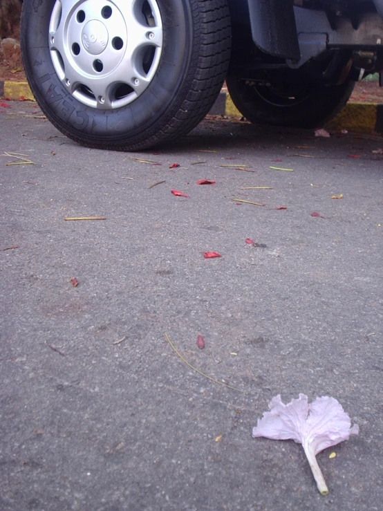 there is a leaf lying on the road