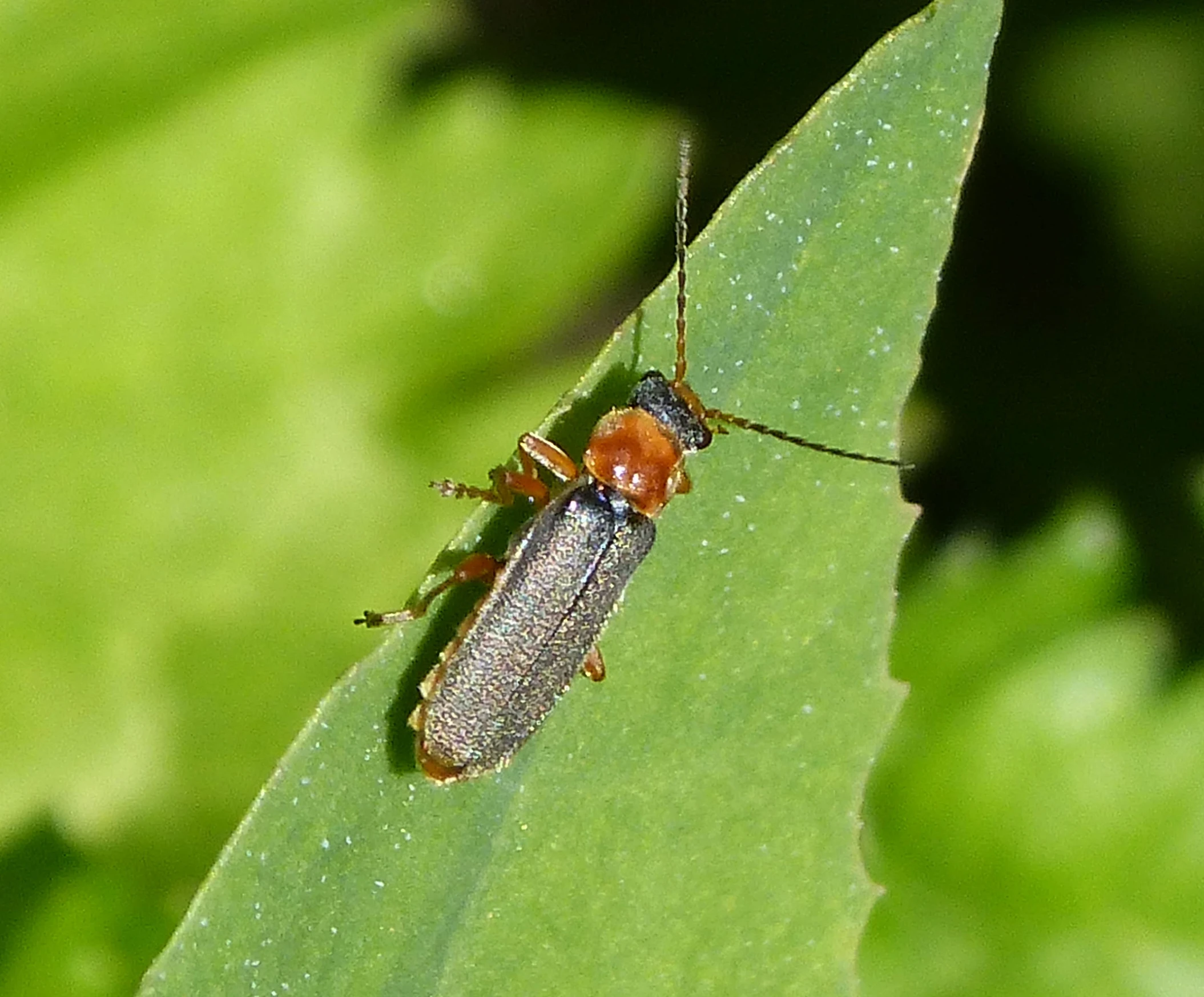 an insect is sitting on top of a leaf