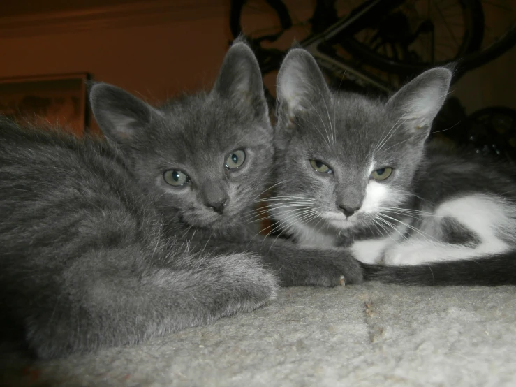 two kittens are lying next to each other