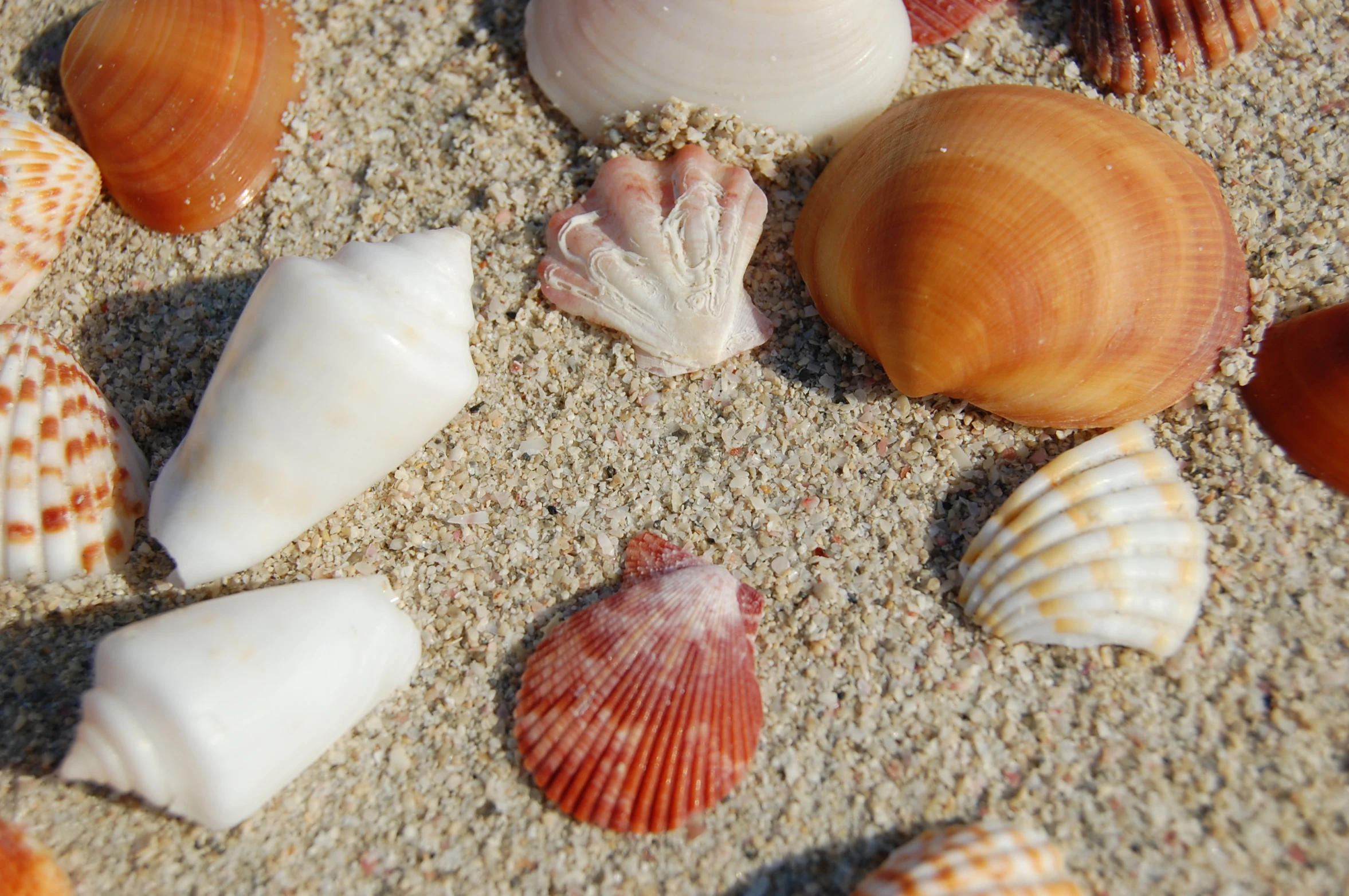 a collection of sea shells on the beach