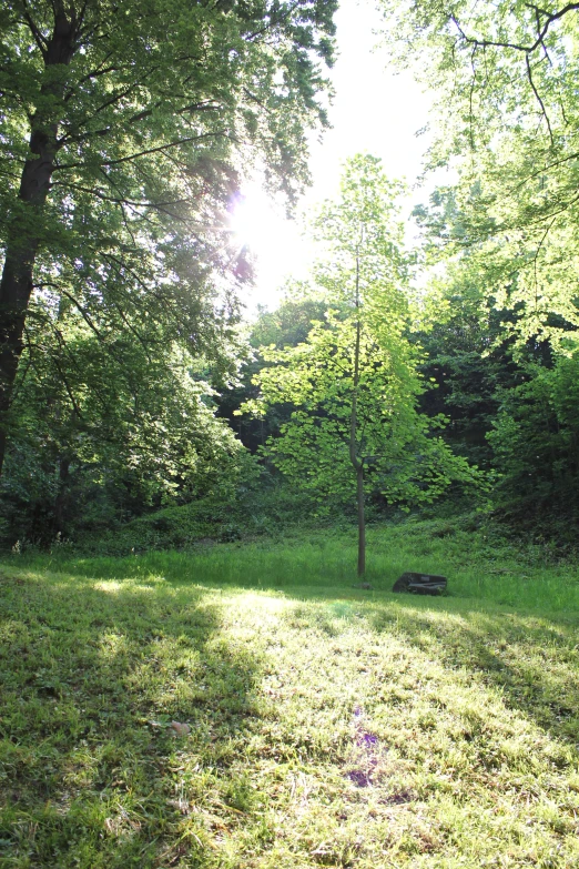 a sun shines on the ground in a park