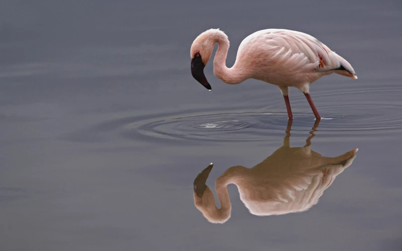 a bird in the water has its reflection in the water