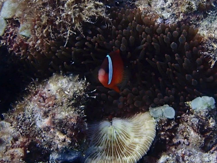 clownfish hiding in anemone of some sort on a coral reef