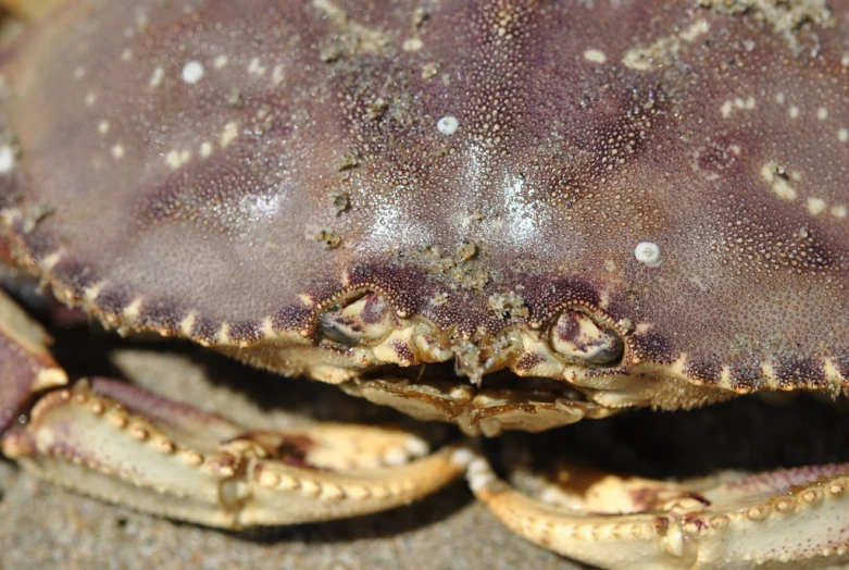 a close up view of an ocean animal