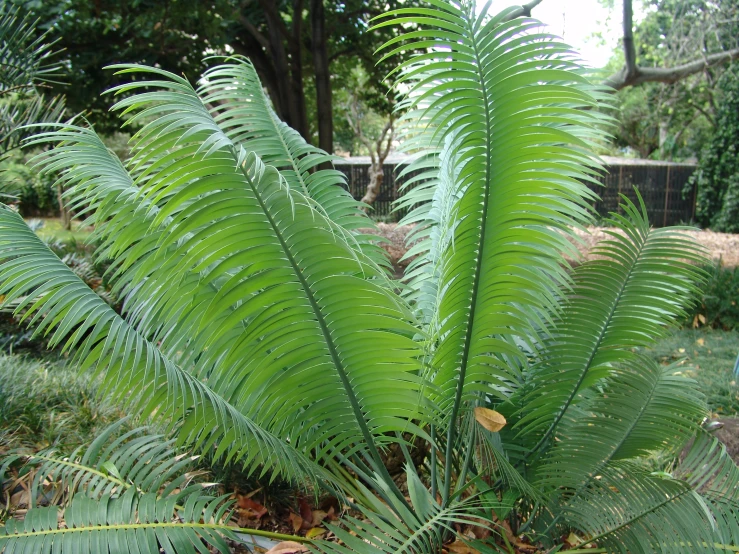 the top part of the tree is showing large and thin leaves