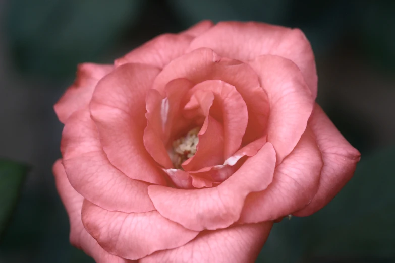 close up of pink rose flower blooming in a garden