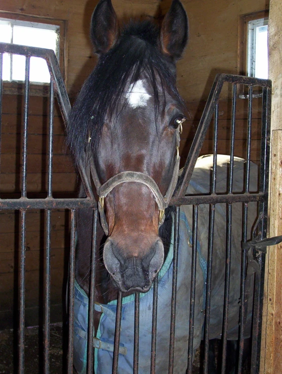 a horse is standing in a stable