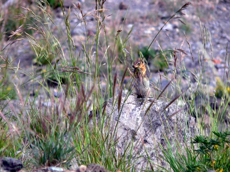 small bird perched on the edge of some rocks