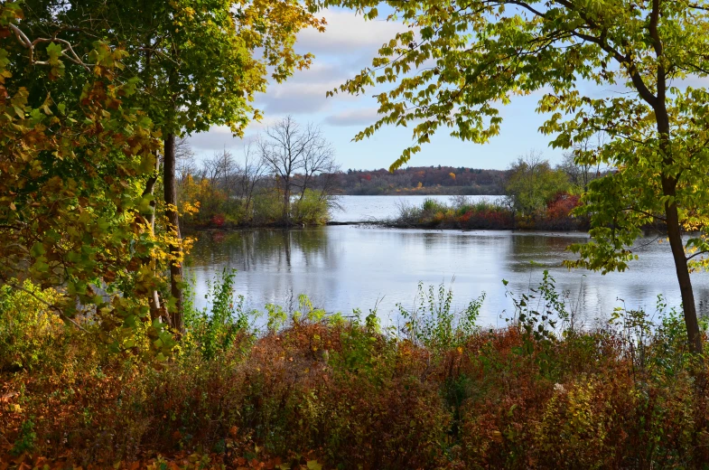 the body of water surrounded by trees and shrubbery