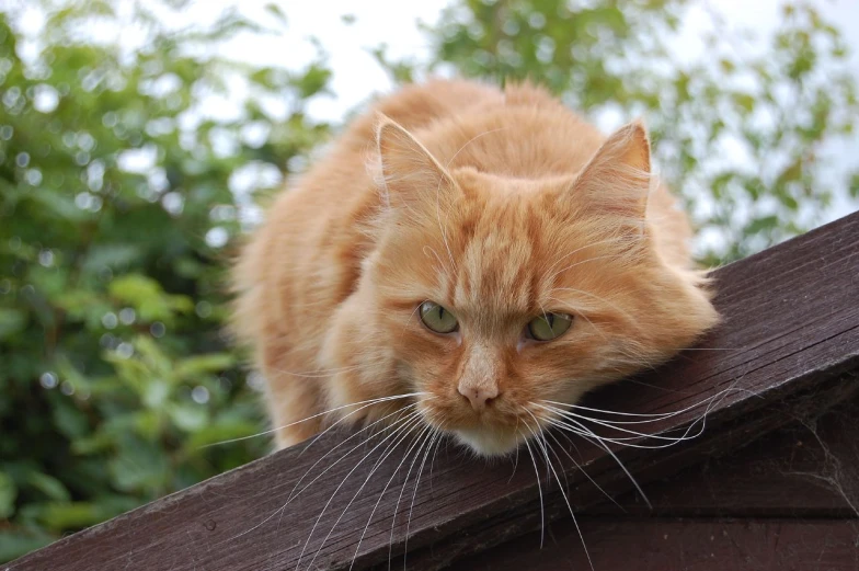 an orange cat sitting on top of a brown roof