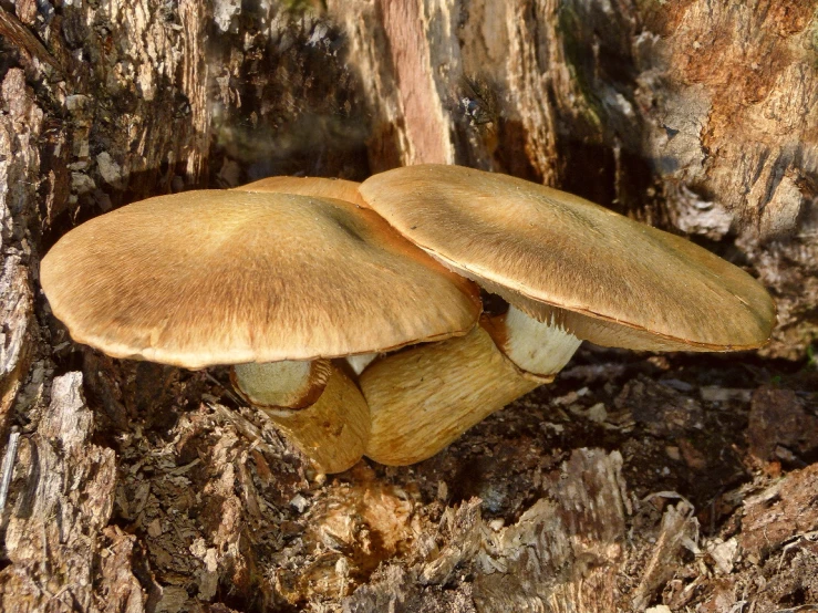 two mushrooms growing on an old tree in the woods