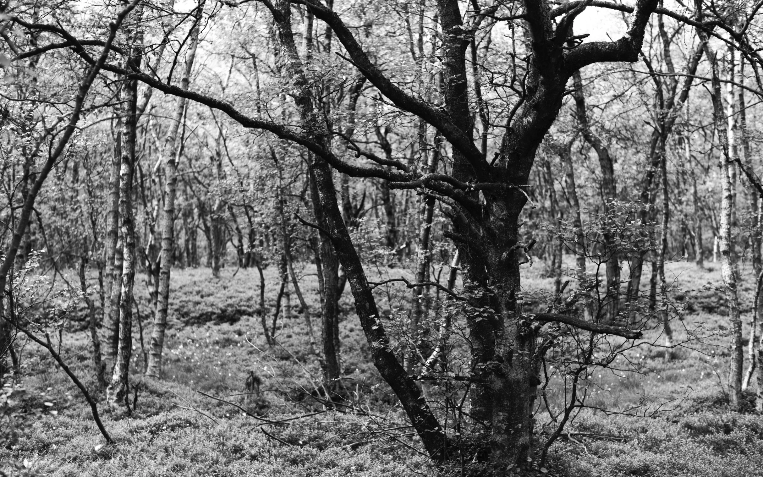 black and white po of trees in a forest