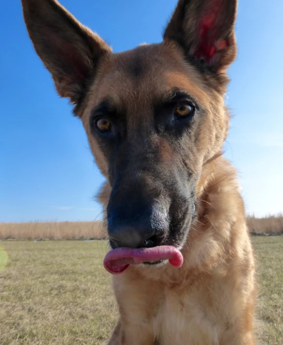 a dog looks directly into the camera with its tongue out