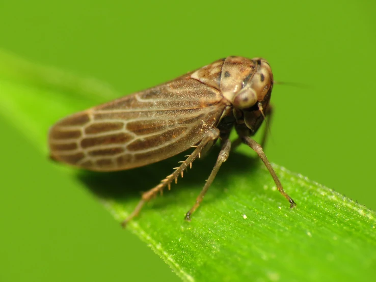 a close up of a bug sitting on a leaf